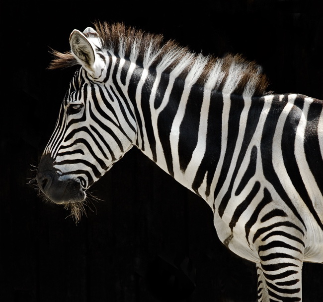 24 Zoo-Wuppertal-Tiere_DDB3302-als-Smart-Objekt-1.jpg
